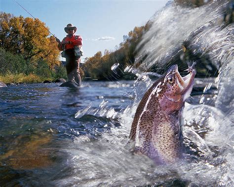 fly fishing pictures|Gallery .